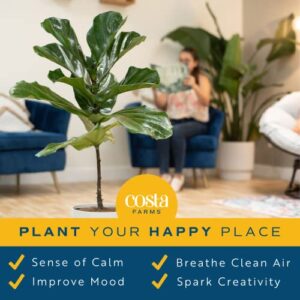 Costa Farms Fiddle Leaf Fig Tree, Ficus Lyrata Live Indoor Plant Potted in Indoor Garden Plant Pot, Potting Soil, Floor Houseplant Gift for Housewarming, Tropical Home or Room Decor, 3-4 Feet Tall