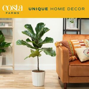 Costa Farms Fiddle Leaf Fig Tree, Ficus Lyrata Live Indoor Plant Potted in Indoor Garden Plant Pot, Potting Soil, Floor Houseplant Gift for Housewarming, Tropical Home or Room Decor, 3-4 Feet Tall