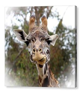 funny giraffe photo on canvas fine art print zoo animal photography children's room decor ready to hang