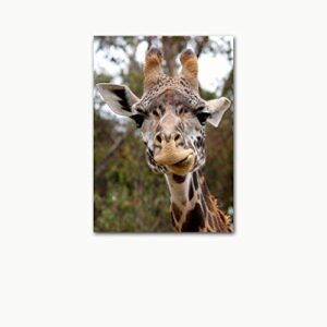 Funny Giraffe Photo on CANVAS Fine Art Print Zoo Animal Photography Children's Room Decor Ready to Hang