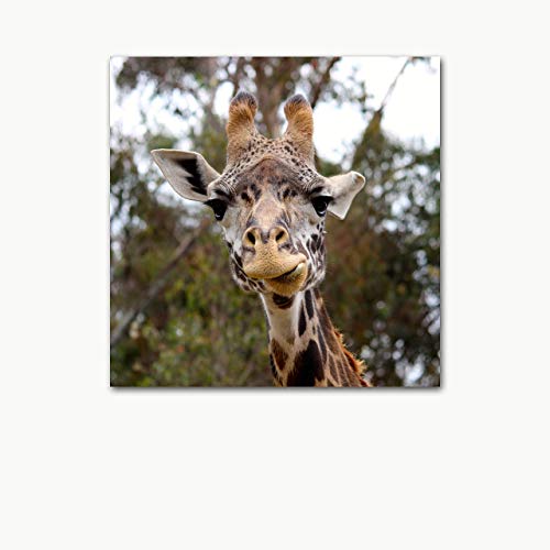 Funny Giraffe Photo on CANVAS Fine Art Print Zoo Animal Photography Children's Room Decor Ready to Hang