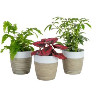 costa farms live house plants (3 pack), easy to grow live indoor houseplants, grower's choice air purifier set, potted in indoors garden plant pots, potting soil, housewarming gift, home or room decor