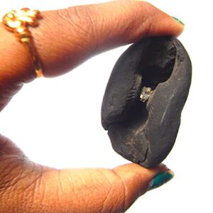 phoenix888 Adwaitya Narsimha Maha Vishnu Shaligram Nepal Kali Gandaki