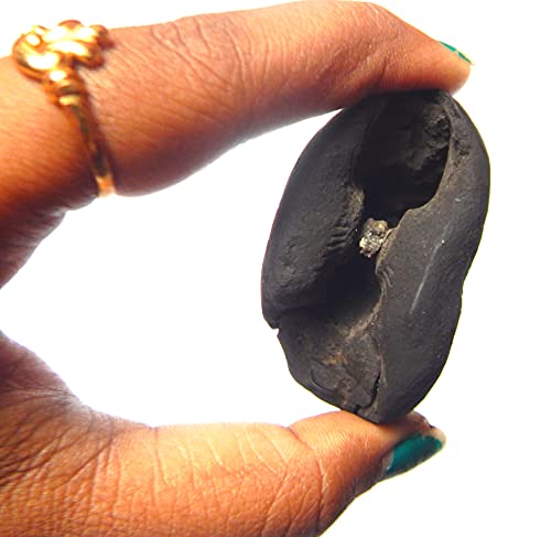 phoenix888 Adwaitya Narsimha Maha Vishnu Shaligram Nepal Kali Gandaki