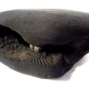 phoenix888 Adwaitya Narsimha Maha Vishnu Shaligram Nepal Kali Gandaki