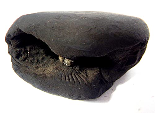 phoenix888 Adwaitya Narsimha Maha Vishnu Shaligram Nepal Kali Gandaki