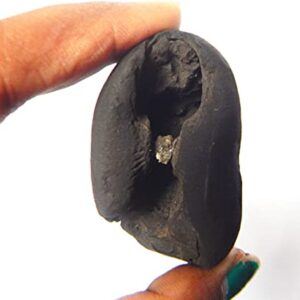 phoenix888 Adwaitya Narsimha Maha Vishnu Shaligram Nepal Kali Gandaki