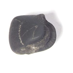 phoenix888 Daamodarah Sudarshan Shaligram 1.5cm - 2.5cm