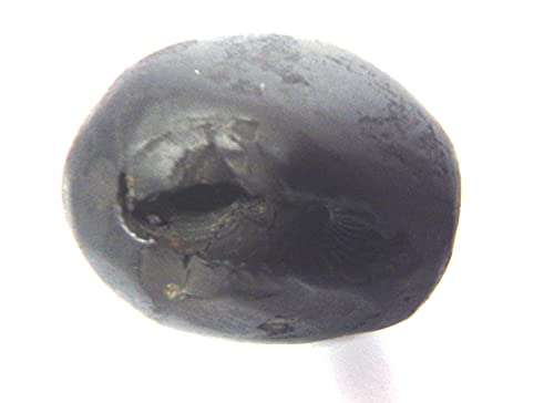 phoenix888 Kurma Laxmi Navnidhi Purnachakra Purnagarbha Shaligram