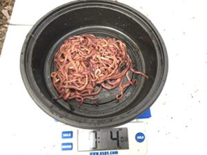 worms 1/4 pound red wiggler composting