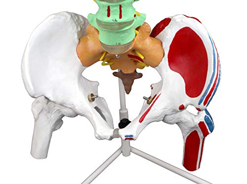 Vision Scientific VAV245 Flexible Spinal Column | 5 Color-Coded | Muscle W Occipital Bone | Sacrum, Coccyx, 24 Vertebrae, Soft Disc | Pelvic Bones & Femur Heads, Arteries, Nerve Endings | W Manual