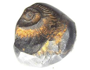 phoenix888 vrikshah sudarshan shaligram 1.5cm - 2.5cm from kali gandaki 1 pcs