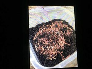 worms 3/4 pound red wiggler composting