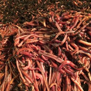 Worms 3/4 Pound Red Wiggler Composting