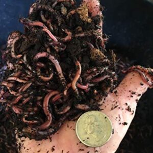 Worms 3/4 Pound Red Wiggler Composting