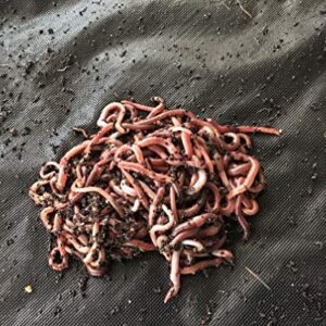 Worms 3/4 Pound Red Wiggler Composting