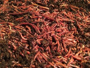 worms red wiggler composting 2 pounds