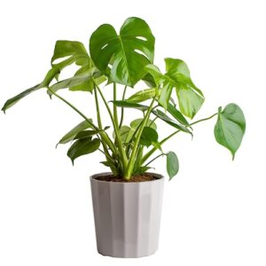 costa farms monstera swiss cheese plant, live indoor plant, easy to grow split leaf houseplant in indoors decor planter pot, housewarming, decoration for home, office, and room decor, 2-3 feet tall