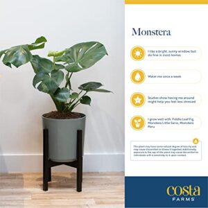 Costa Farms Monstera Swiss Cheese Plant, Live Indoor Plant, Easy to Grow Split Leaf Houseplant in Indoors Decor Planter Pot, Housewarming, Decoration for Home, Office, and Room Decor, 2-3 Feet Tall