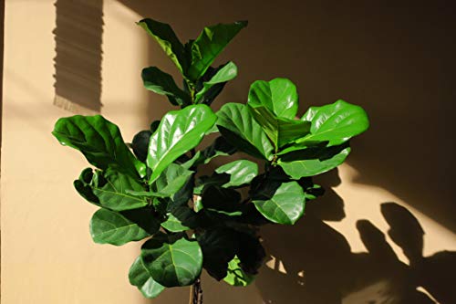 Fiddle Leaf Fig Tree Fertilizer | Ficus Plant Food | Improves Leaves and Branches | Potted Indoor Trees and House Plants Treatment by Aquatic Arts