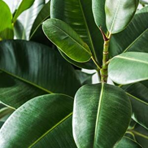 Fiddle Leaf Fig Tree Fertilizer | Ficus Plant Food | Improves Leaves and Branches | Potted Indoor Trees and House Plants Treatment by Aquatic Arts