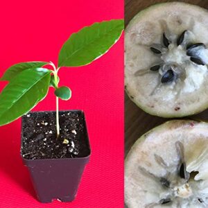 green caimito star apple chrysophyllum cainito seedling plant potted fruit tree