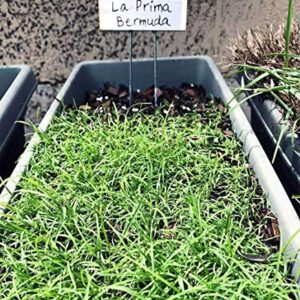 Hancock Seed Co. LaPrima Bermuda Grass Seeds 2 lbs.