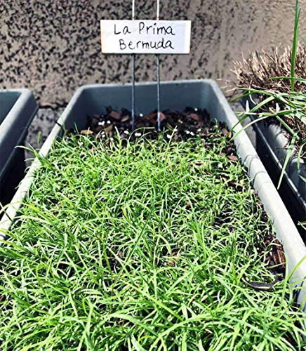 Hancock Seed Co. LaPrima Bermuda Grass Seeds 2 lbs.