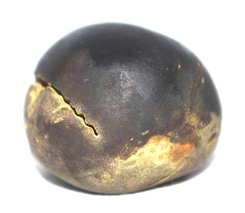 Rare Pitambara Shaligram - Gandaki River Nepal