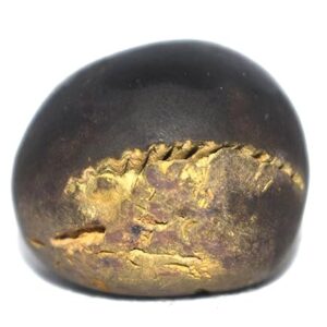 Rare Pitambara Shaligram - Gandaki River Nepal