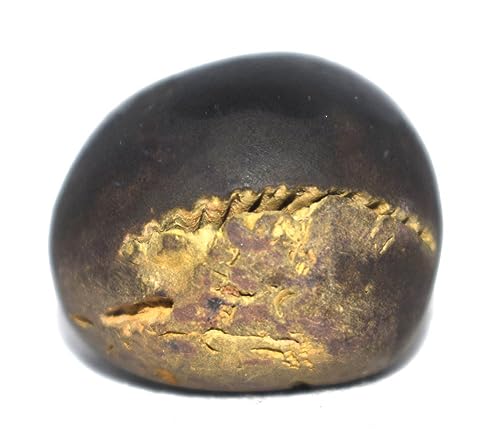 Rare Pitambara Shaligram - Gandaki River Nepal