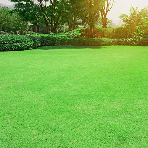 Outsidepride Oasis Warm Season, Fast Growing Bermuda Lawn, Turf Grass Seed - 5 LBS