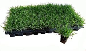 bermuda grass plug tray | ez plug 50 grass plugs per tray