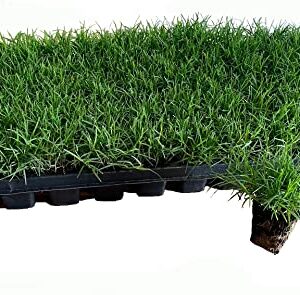 Bermuda Grass Plug Tray | EZ Plug 50 Grass Plugs Per Tray