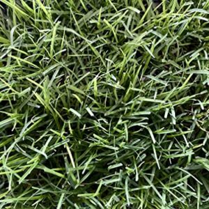 Bermuda Grass Plug Tray | EZ Plug 50 Grass Plugs Per Tray