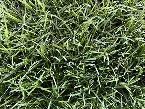 Bermuda Grass Plug Tray | EZ Plug 50 Grass Plugs Per Tray