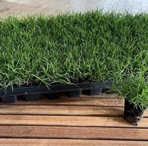 Bermuda Grass Plug Tray | EZ Plug 50 Grass Plugs Per Tray