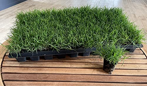 Bermuda Grass Plug Tray | EZ Plug 50 Grass Plugs Per Tray