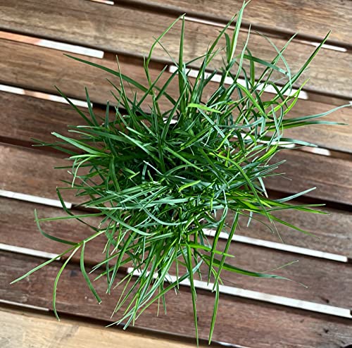 Bermuda Grass Plug Tray | EZ Plug 50 Grass Plugs Per Tray