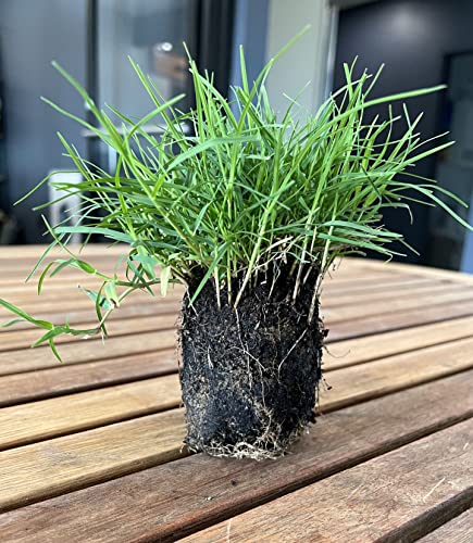 Bermuda Grass Plug Tray | EZ Plug 50 Grass Plugs Per Tray