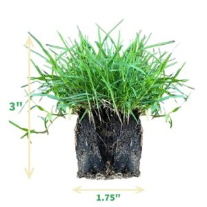 Bermuda Grass Plug Tray | EZ Plug 50 Grass Plugs Per Tray