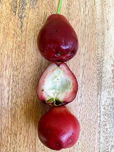 Purple Malay Apple Syzygium malaccense Fruit Tree Starter Potted Plant Very Rare