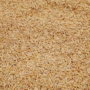 Creeping Red Fescue Seed by Eretz (3lb) - CHOOSE SIZE! Willamette Valley Oregon Grown, No Fillers, No Weed or Other Crop Seeds, Premium Shade Grass Seed.