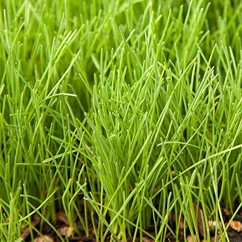 Creeping Red Fescue Seed by Eretz (3lb) - CHOOSE SIZE! Willamette Valley Oregon Grown, No Fillers, No Weed or Other Crop Seeds, Premium Shade Grass Seed.