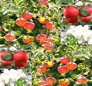 big pack - (500) red delicious apple - malus pumila tree seeds - very cold hardy in zones 3-8 by myseeds.co (big pack - paradise apple)