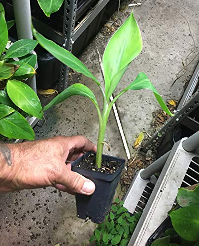 Dwarf Apple Banana - Live Plant - Dwarf Brazillian Banana - Dwarf Hawaiian Apple Banana