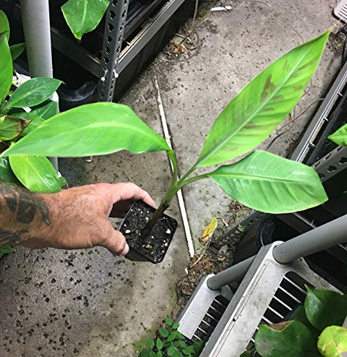 Dwarf Apple Banana - Live Plant - Dwarf Brazillian Banana - Dwarf Hawaiian Apple Banana