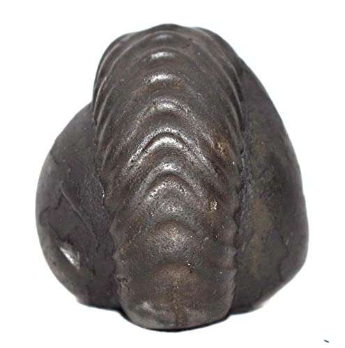 Dhumavati Shaligram/Adwaitya Golden Dhumavati Dasha MahaVidya Shaligram, Fossil, Fossil