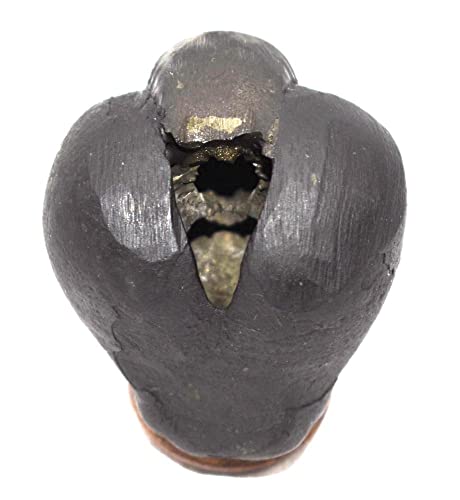 Dhumavati Shaligram/Adwaitya Golden Dhumavati Dasha MahaVidya Shaligram, Fossil, Fossil