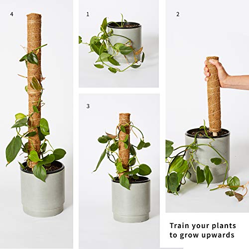 Moss Pole Monstera Plant Support - Train Indoor Climbing Plants to Grow Upwards - 2 Coco Coir Totem Stakes